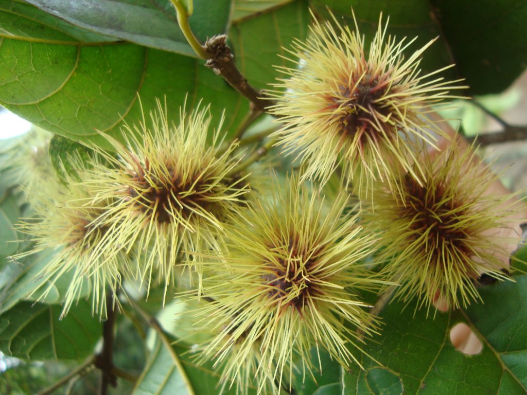 fruto de Laranjeira-do-mato Sloanea guianensis